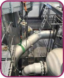 Kilimanjaro Pement Plant